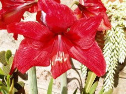Amaryllis